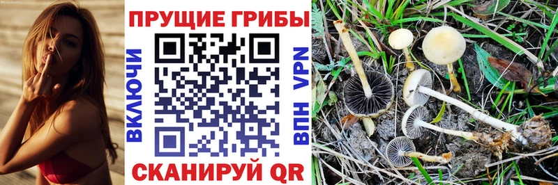 МЕГА онион  наркошоп  Бодайбо  Псилоцибиновые грибы Cubensis 